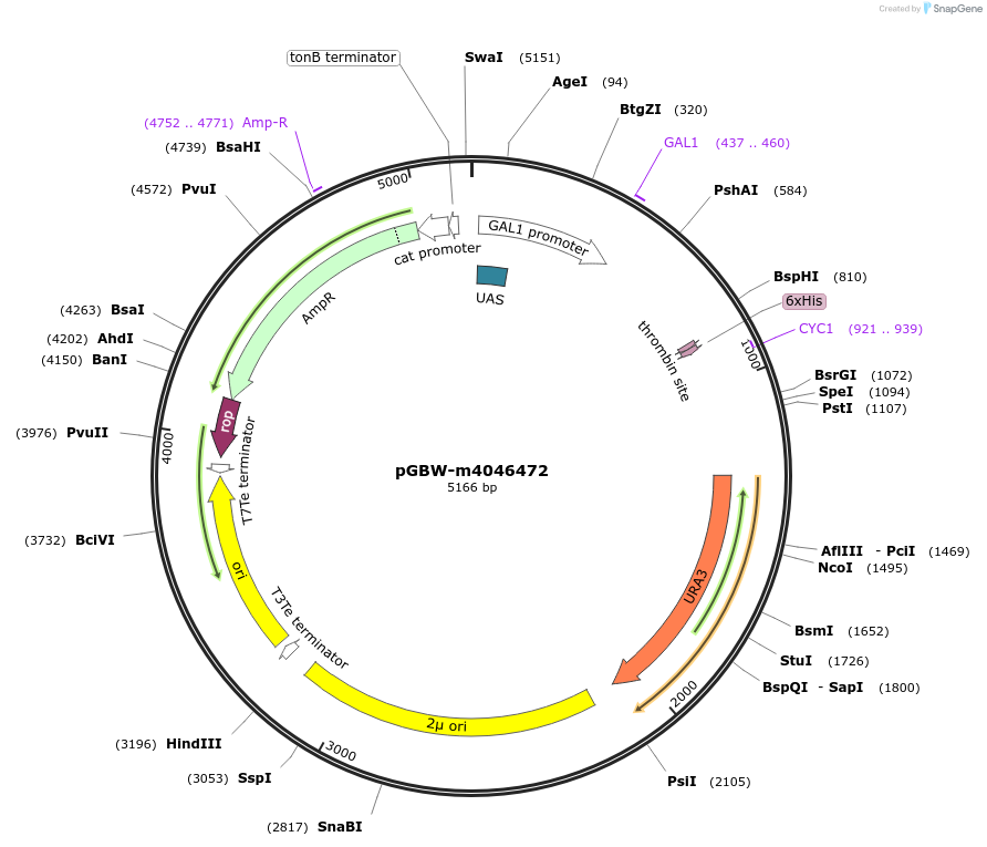 145514-plasmid-map-sequence-id-287691