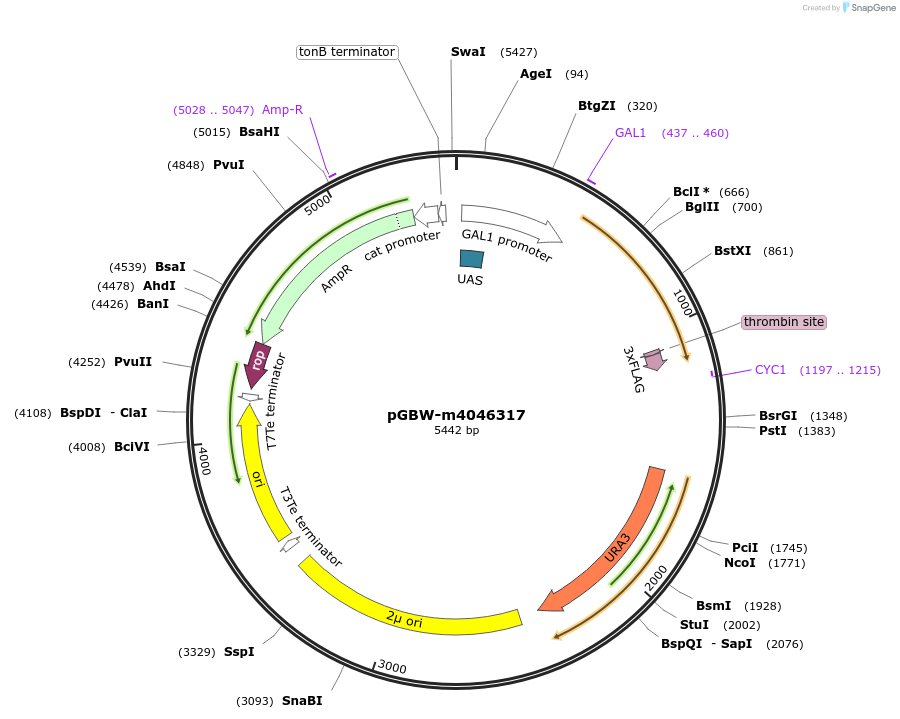 145517-plasmid-map-sequence-id-287694