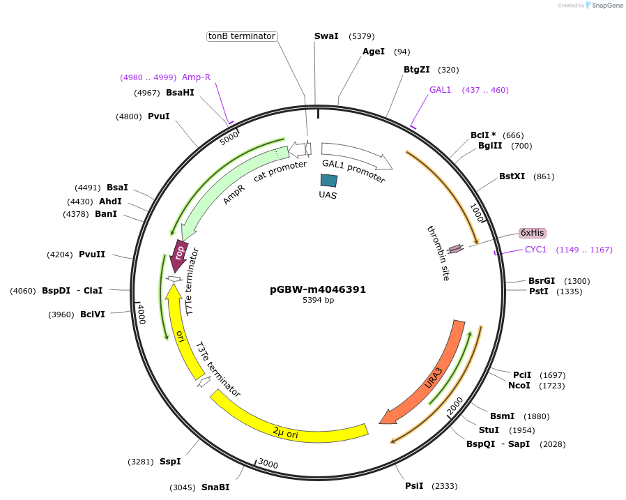 145519-plasmid-map-sequence-id-287696