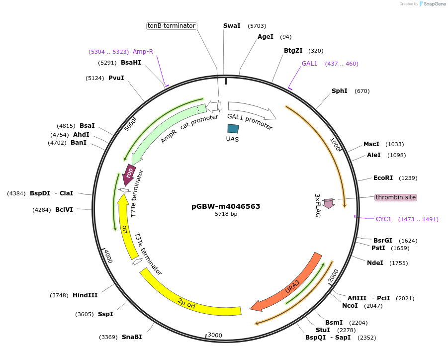 145520-plasmid-map-sequence-id-287697
