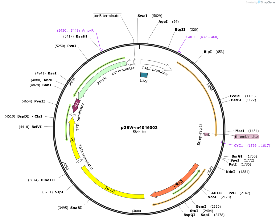 145521-plasmid-map-sequence-id-287698