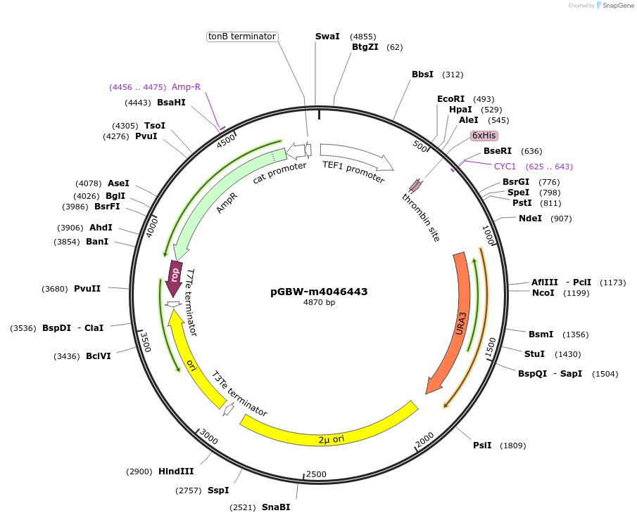 145525-plasmid-map-sequence-id-287702