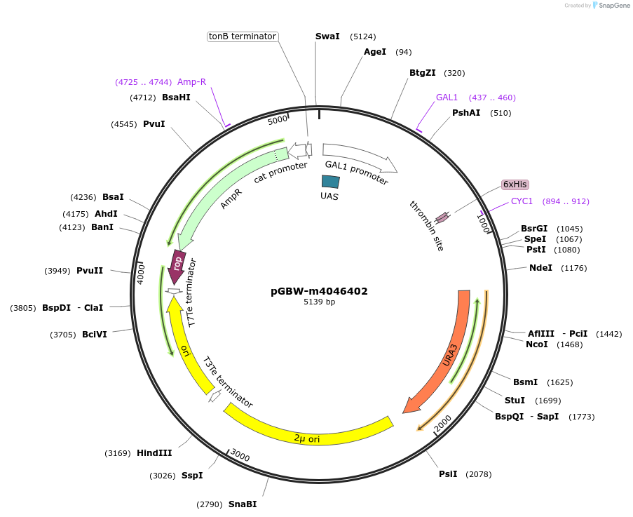 145527-plasmid-map-sequence-id-287704
