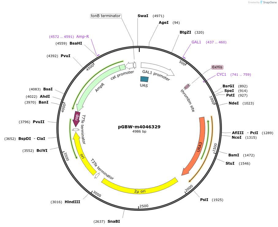 145528-plasmid-map-sequence-id-287705