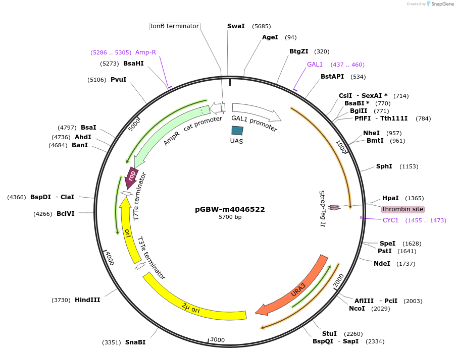 145530-plasmid-map-sequence-id-287707