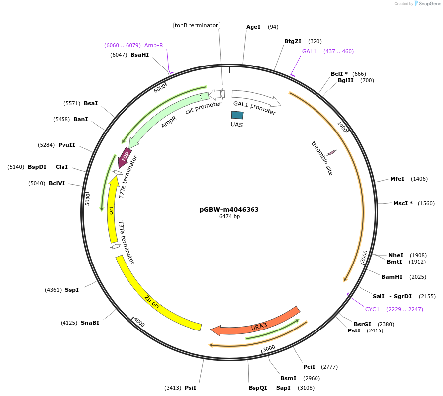145532-plasmid-map-sequence-id-287709