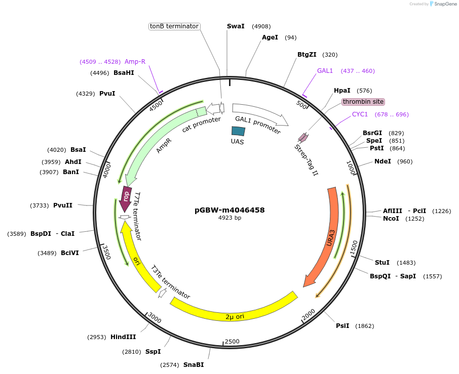 145535-plasmid-map-sequence-id-287712