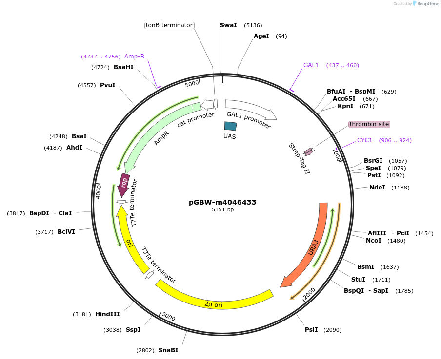 145536-plasmid-map-sequence-id-287713