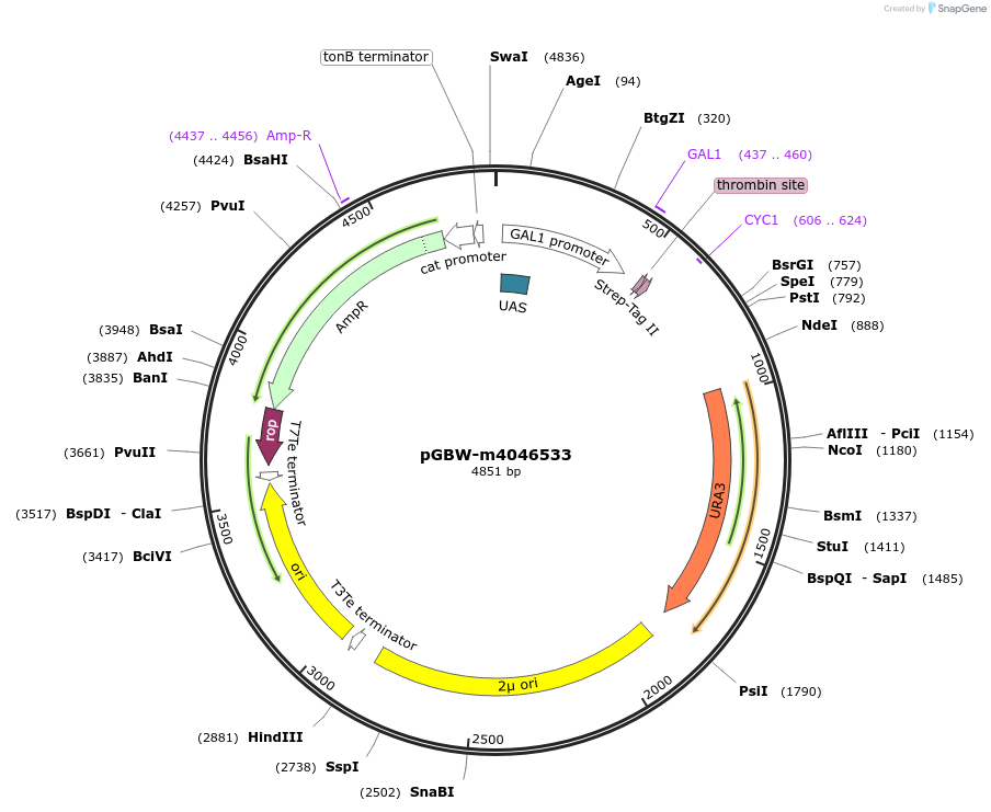 145537-plasmid-map-sequence-id-287714