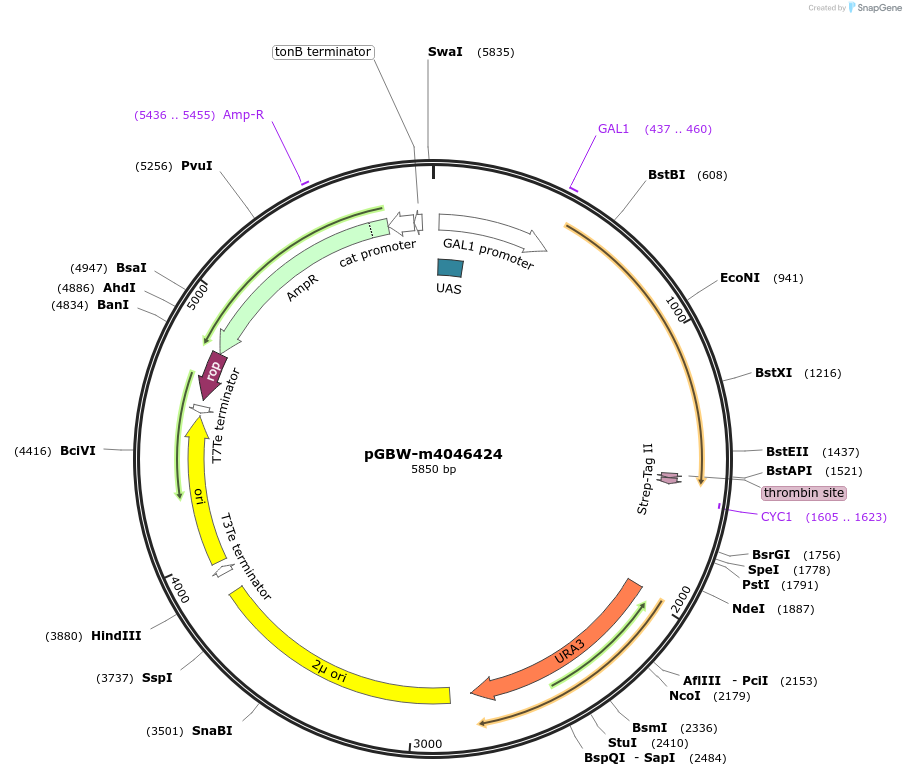145538-plasmid-map-sequence-id-287715