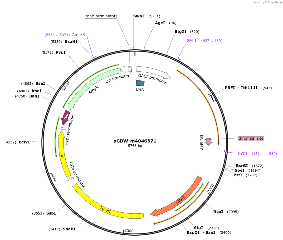 145541-plasmid-map-sequence-id-287718
