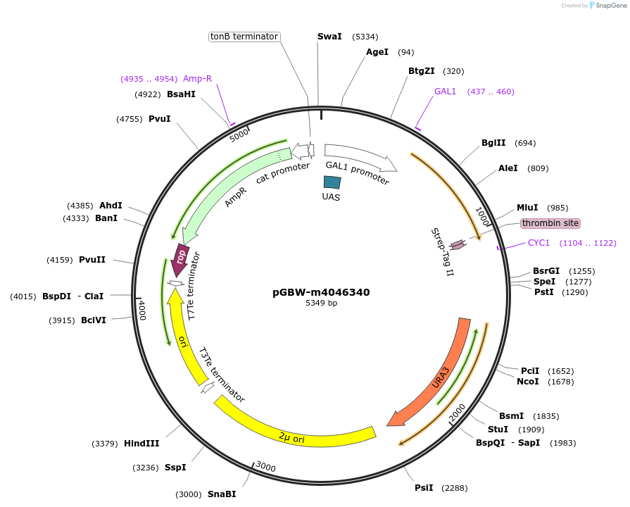 145543-plasmid-map-sequence-id-287720