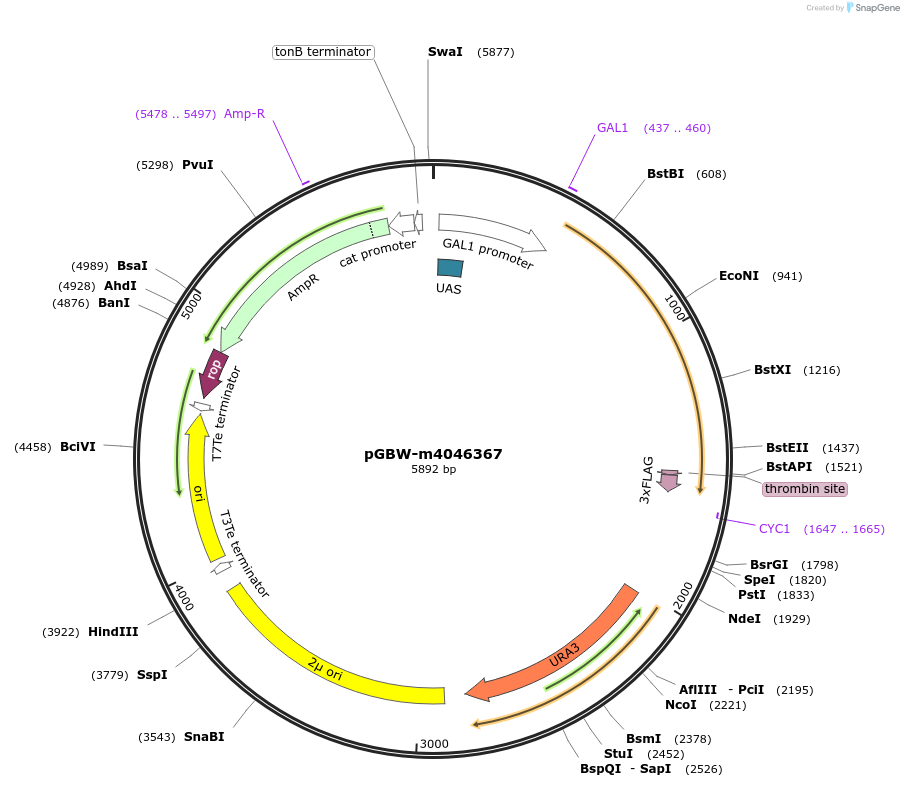 145545-plasmid-map-sequence-id-287722