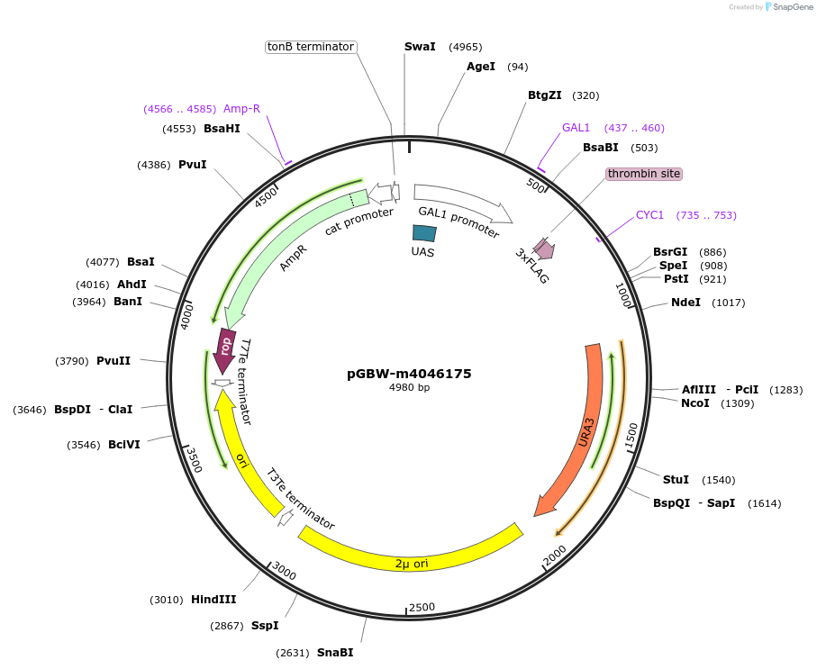 145547-plasmid-map-sequence-id-287724