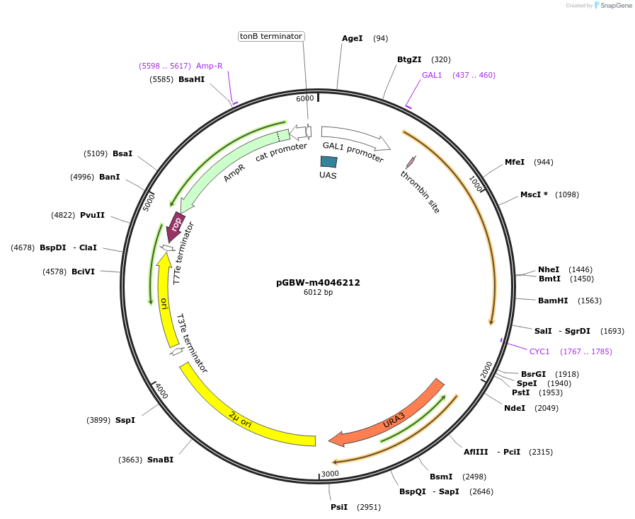 145548-plasmid-map-sequence-id-287725