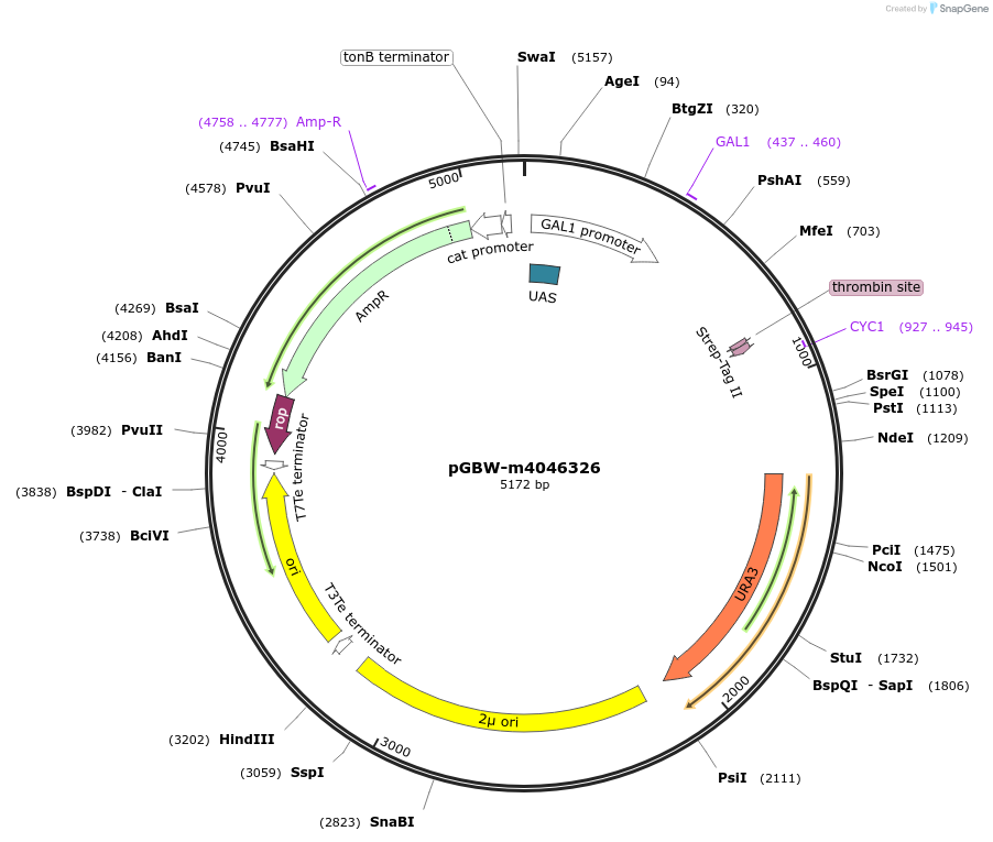 145561-plasmid-map-sequence-id-287738