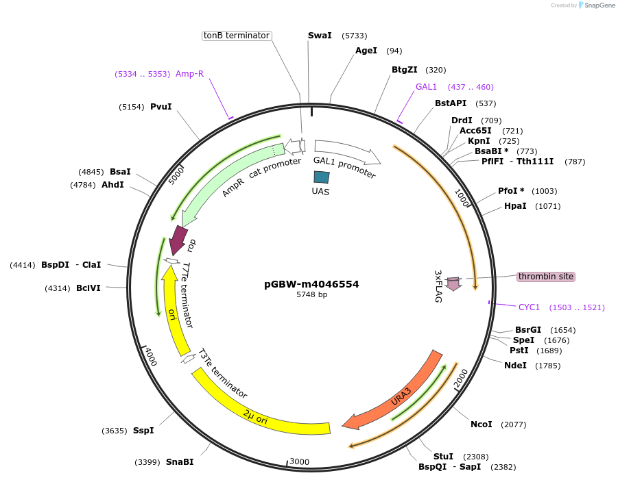 145562-plasmid-map-sequence-id-287739