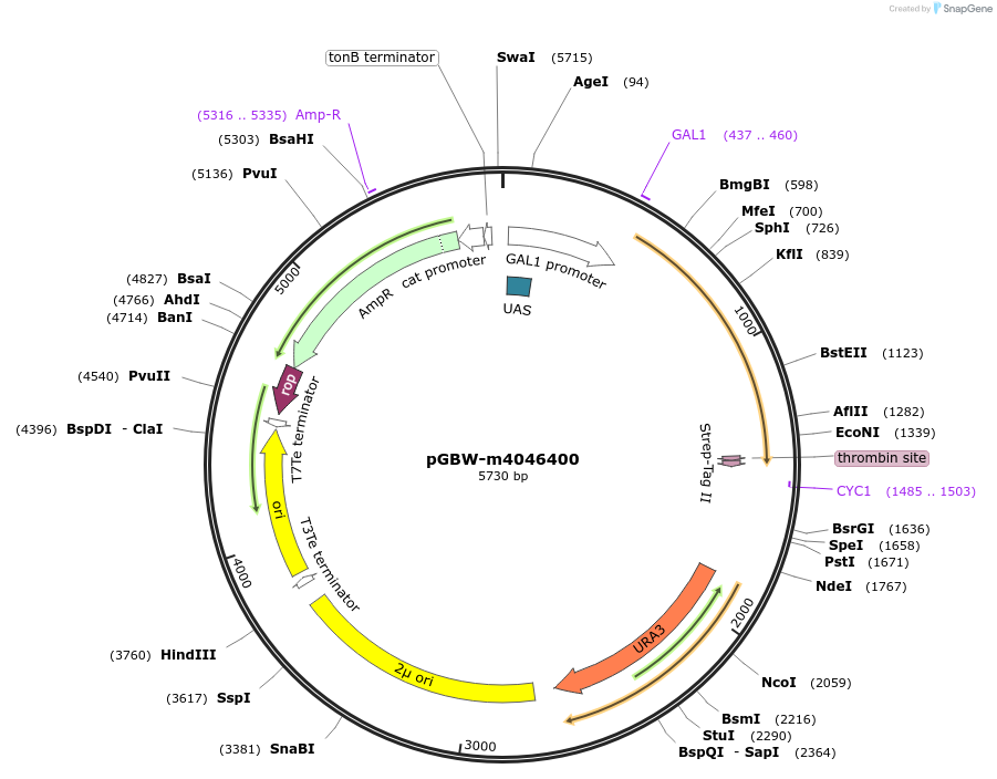 145564-plasmid-map-sequence-id-287741