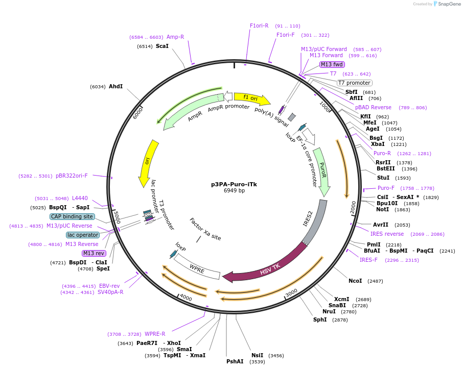 109067-plasmid-map-sequence-id-287942