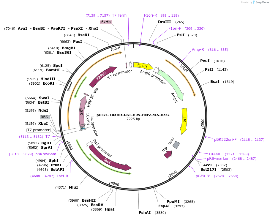85624-plasmid-map-sequence-id-287943