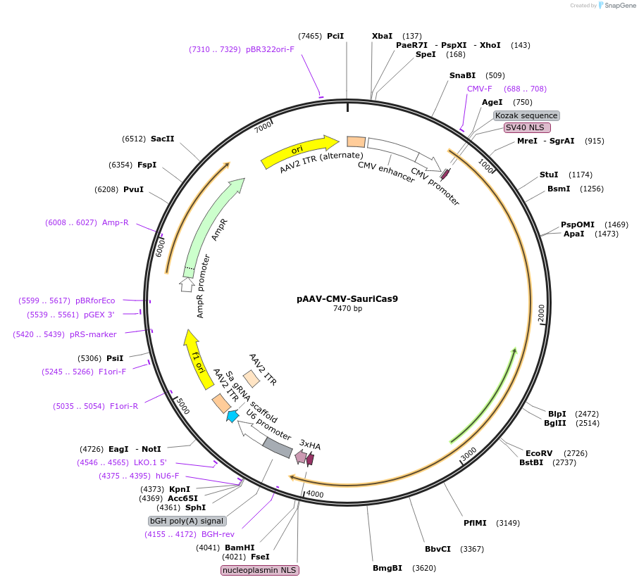 135964-plasmid-map-sequence-id-287959