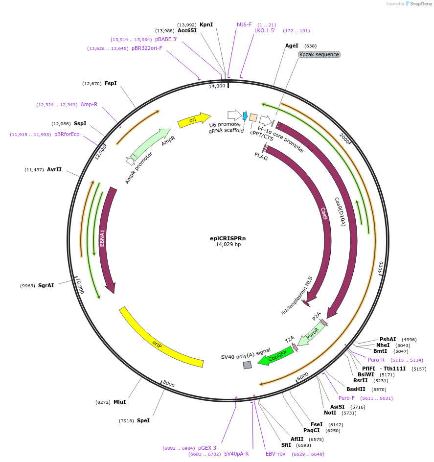 135961-plasmid-map-sequence-id-287960