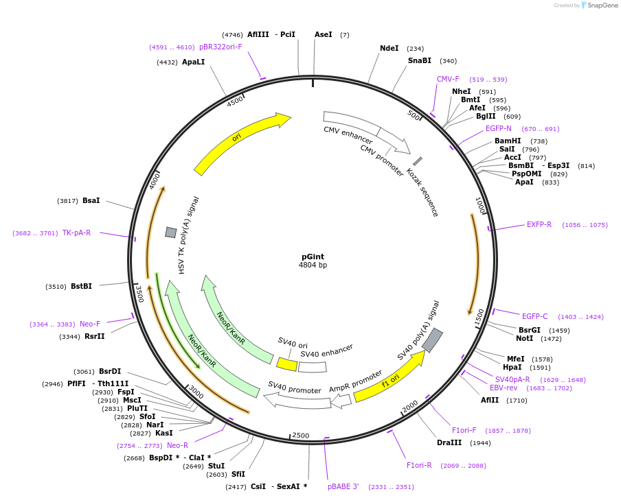 24217-plasmid-map-sequence-id-287964