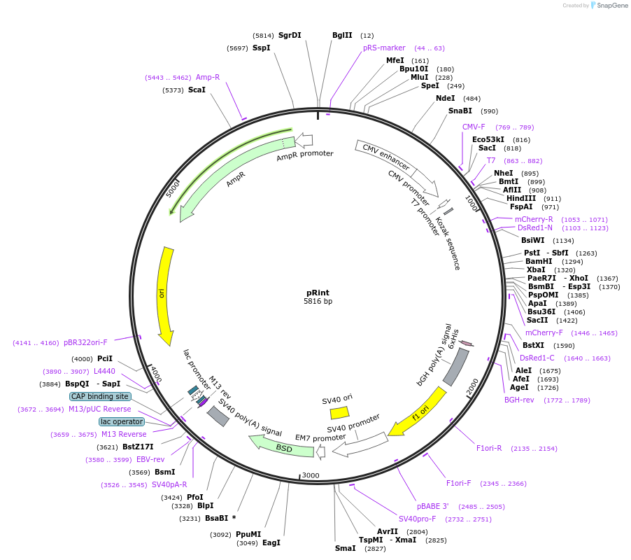 24218-plasmid-map-sequence-id-287969