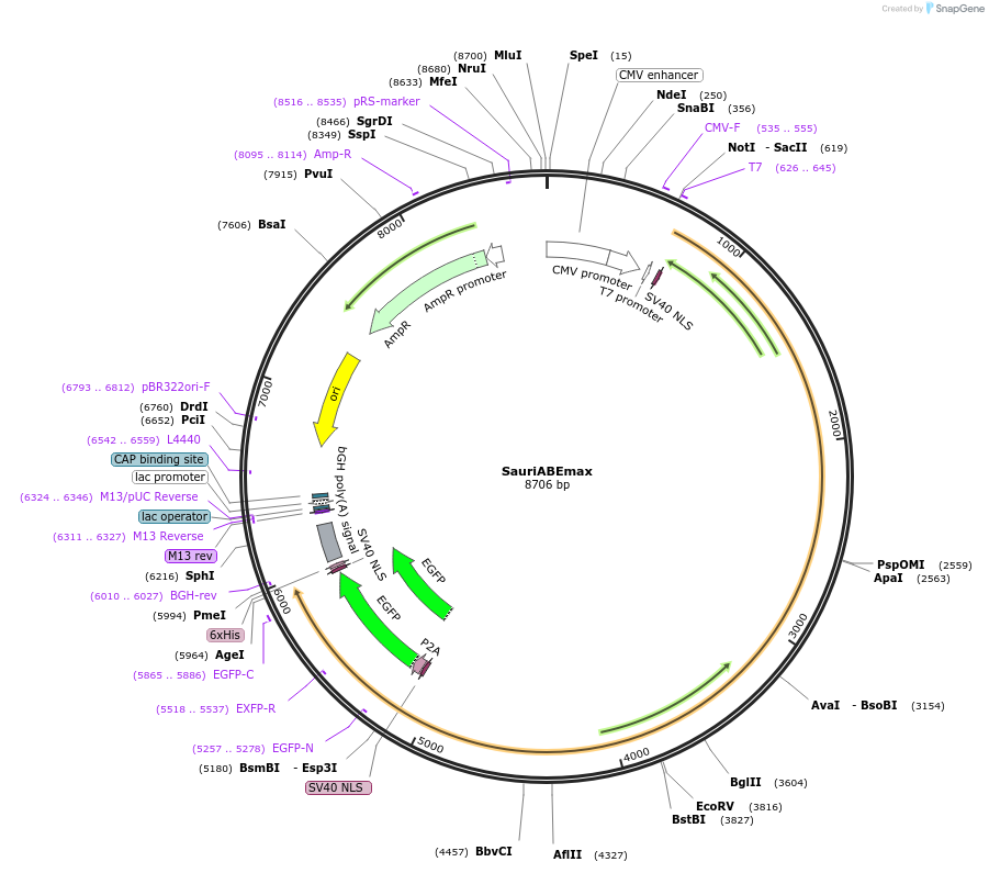 135968-plasmid-map-sequence-id-287974