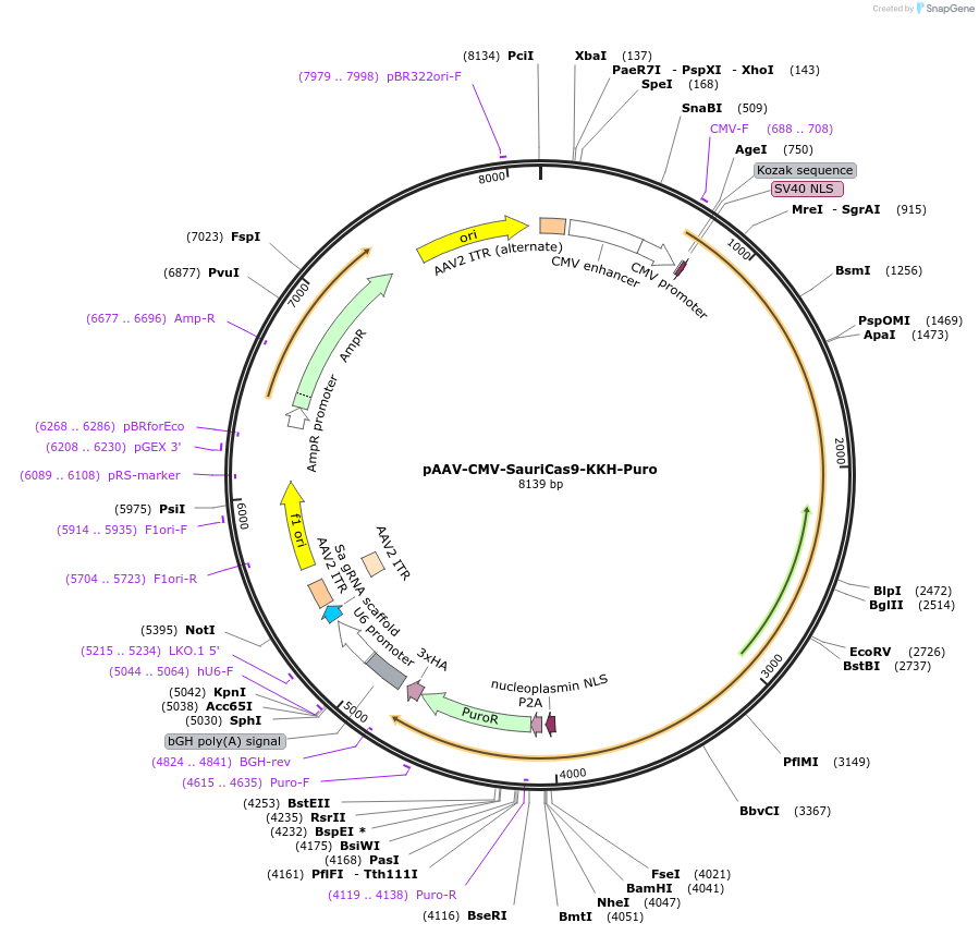 135966-plasmid-map-sequence-id-287977
