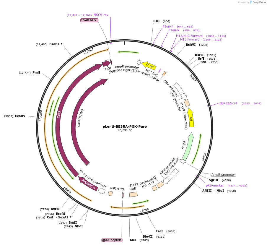 110843-plasmid-map-sequence-id-287984
