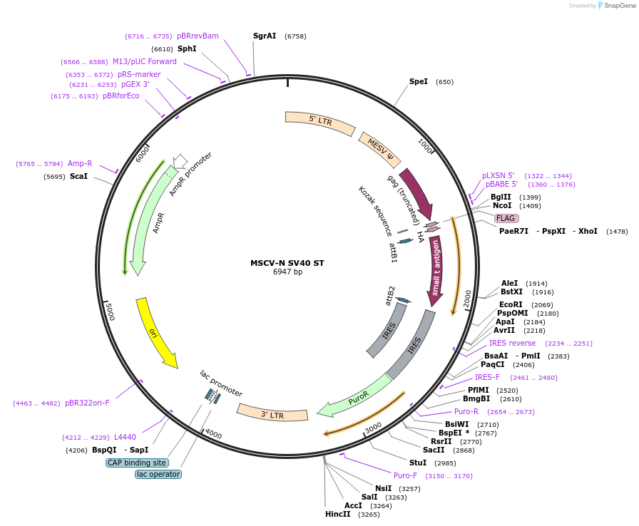 37858-plasmid-map-sequence-id-287989