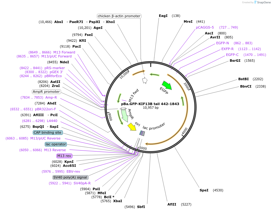 134623-plasmid-map-sequence-id-287990