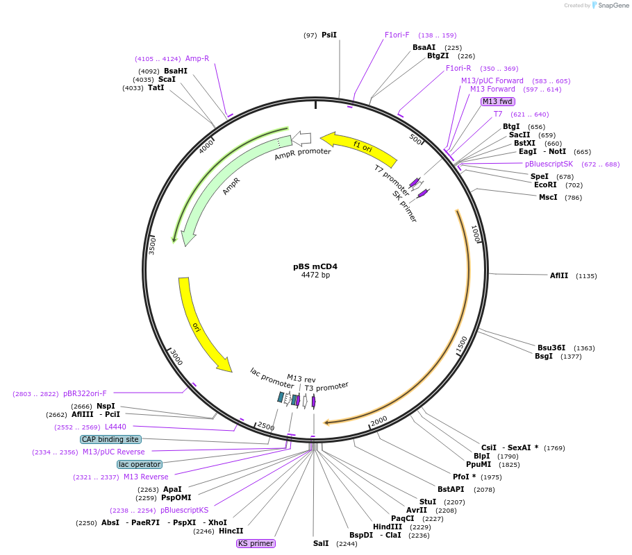 14613-plasmid-map-sequence-id-287991