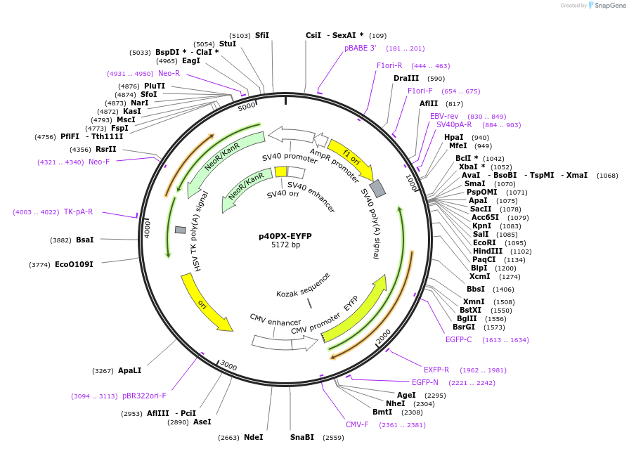 19011-plasmid-map-sequence-id-287996