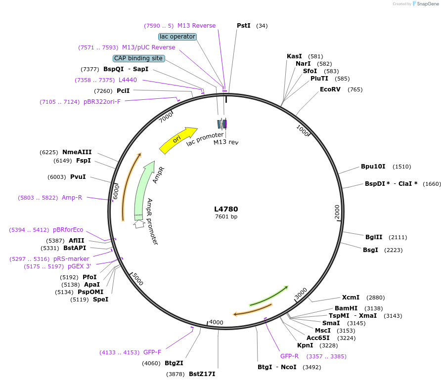 1678-plasmid-map-sequence-id-288
