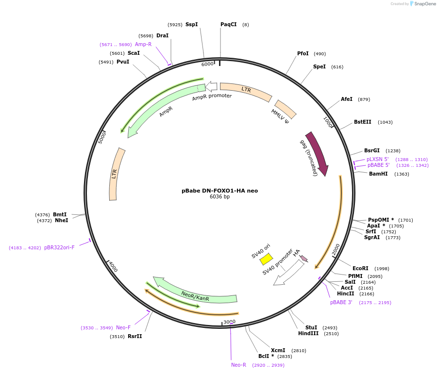 45814-plasmid-map-sequence-id-288016