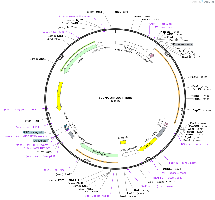 51635-plasmid-map-sequence-id-288028