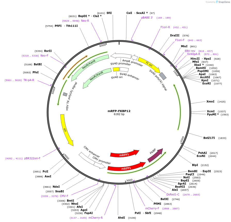 67514-plasmid-map-sequence-id-288030