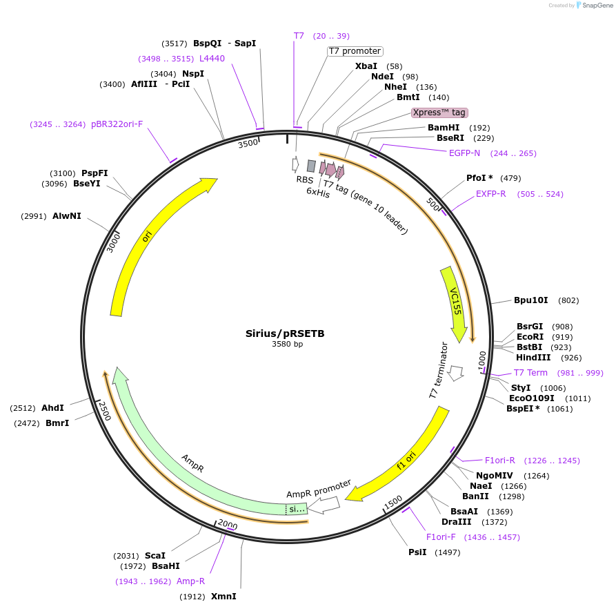51956-plasmid-map-sequence-id-288032