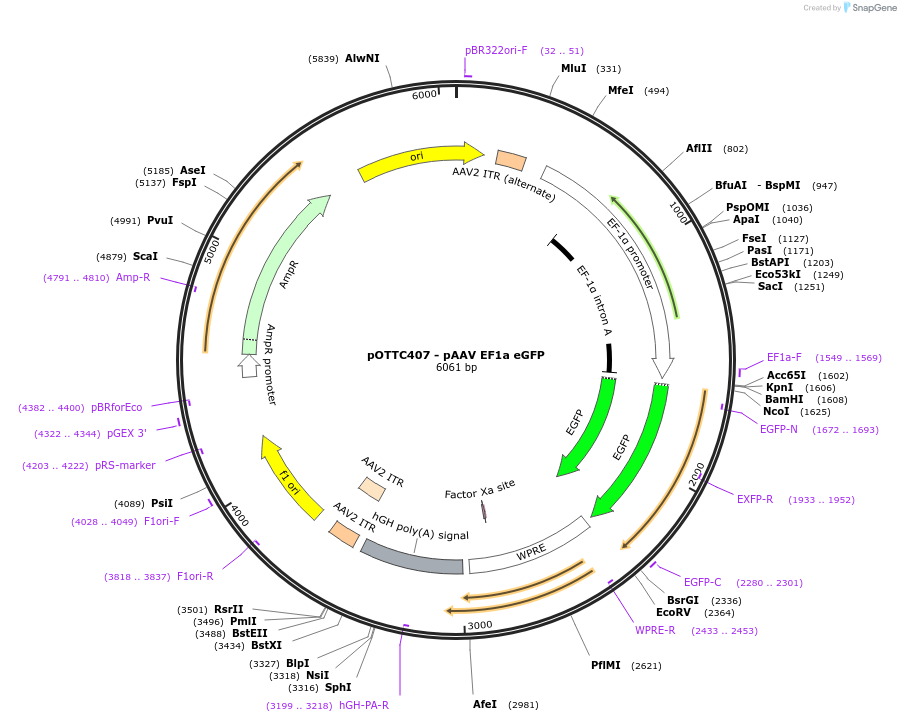 60058-plasmid-map-sequence-id-288033