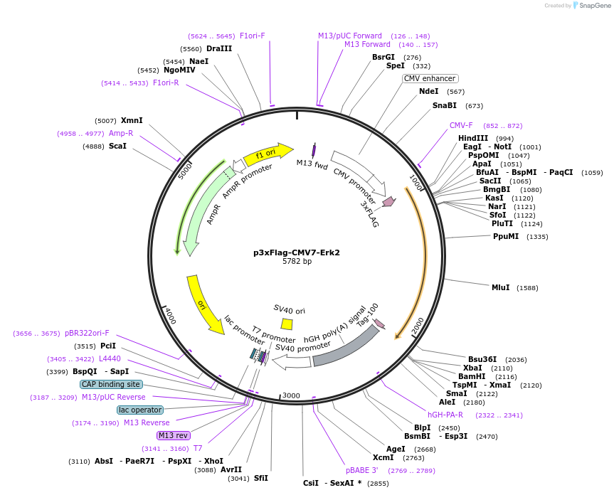 39223-plasmid-map-sequence-id-288037
