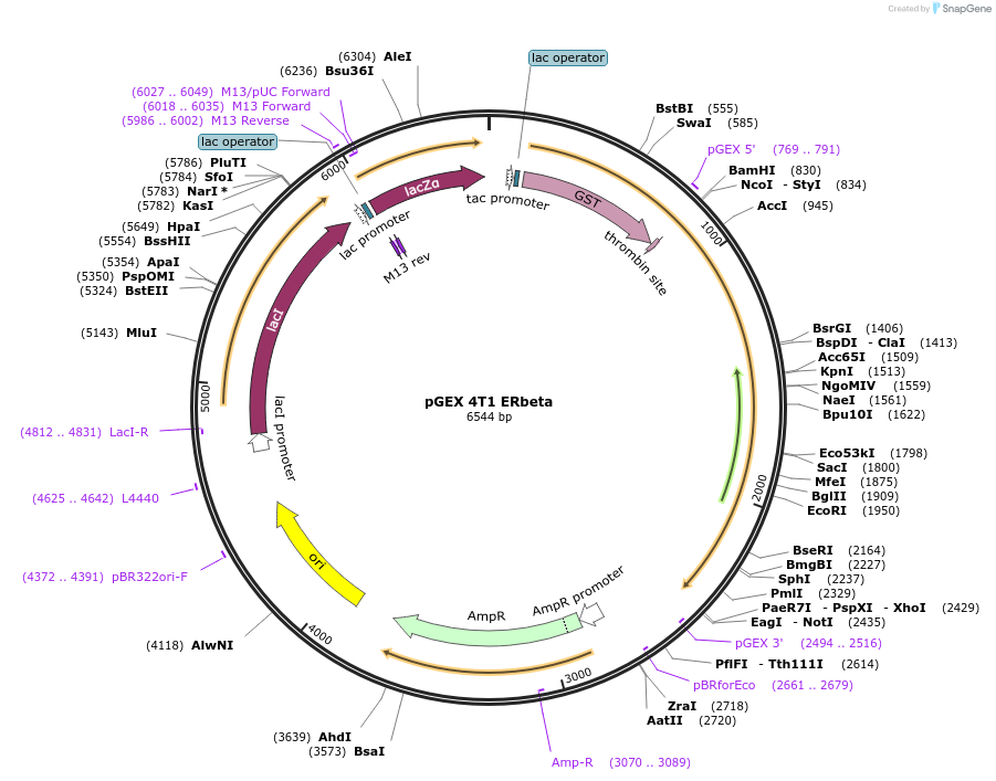 35563-plasmid-map-sequence-id-288038