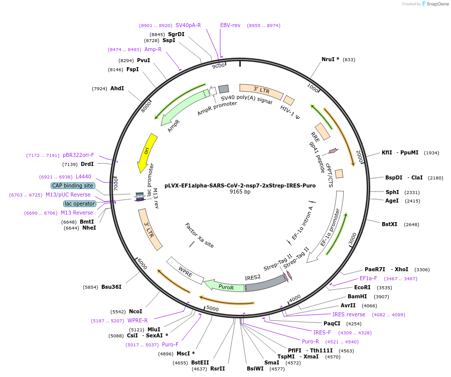 141373-plasmid-map-sequence-id-288040