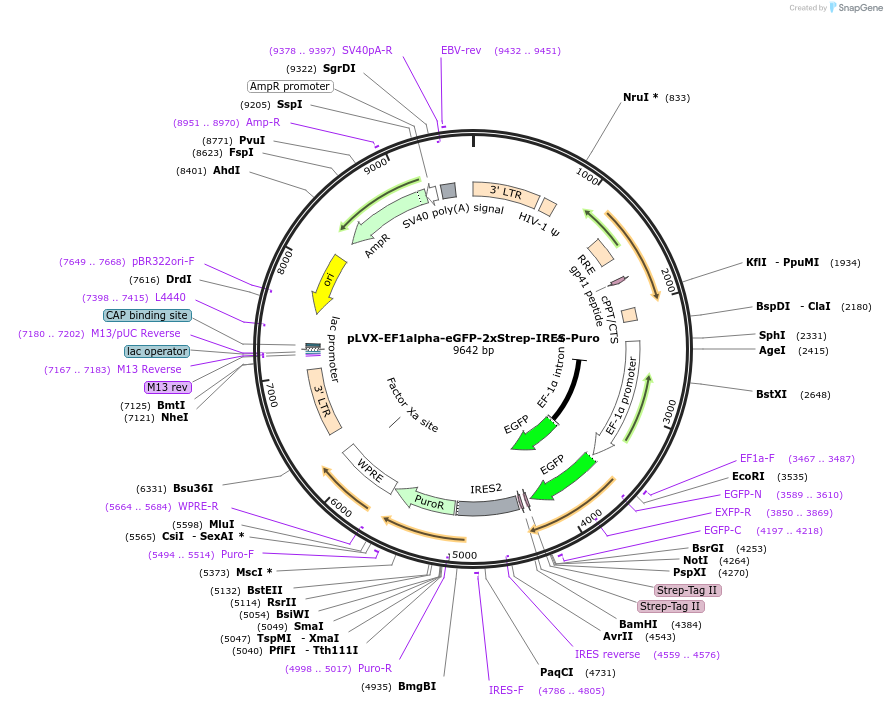 141395-plasmid-map-sequence-id-288041