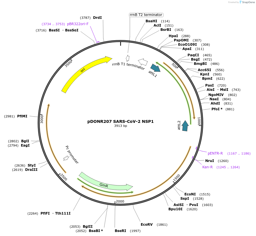 141255-plasmid-map-sequence-id-288043