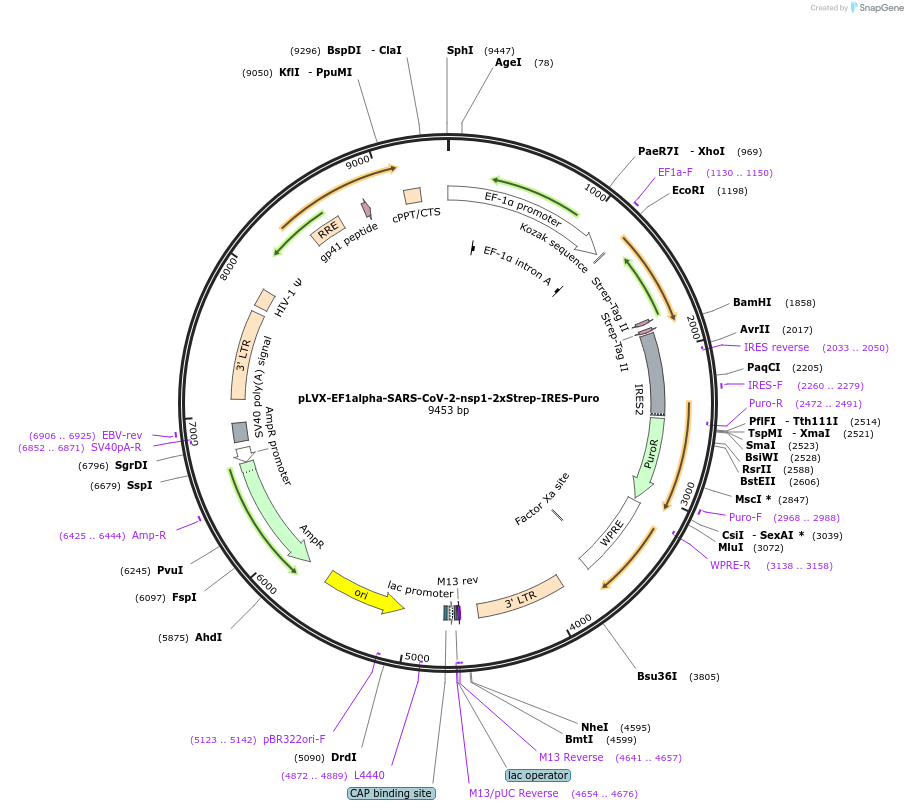 141367-plasmid-map-sequence-id-288060