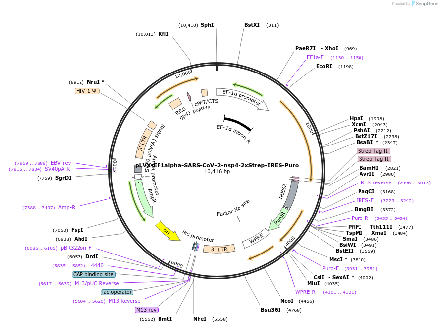 141369-plasmid-map-sequence-id-288061