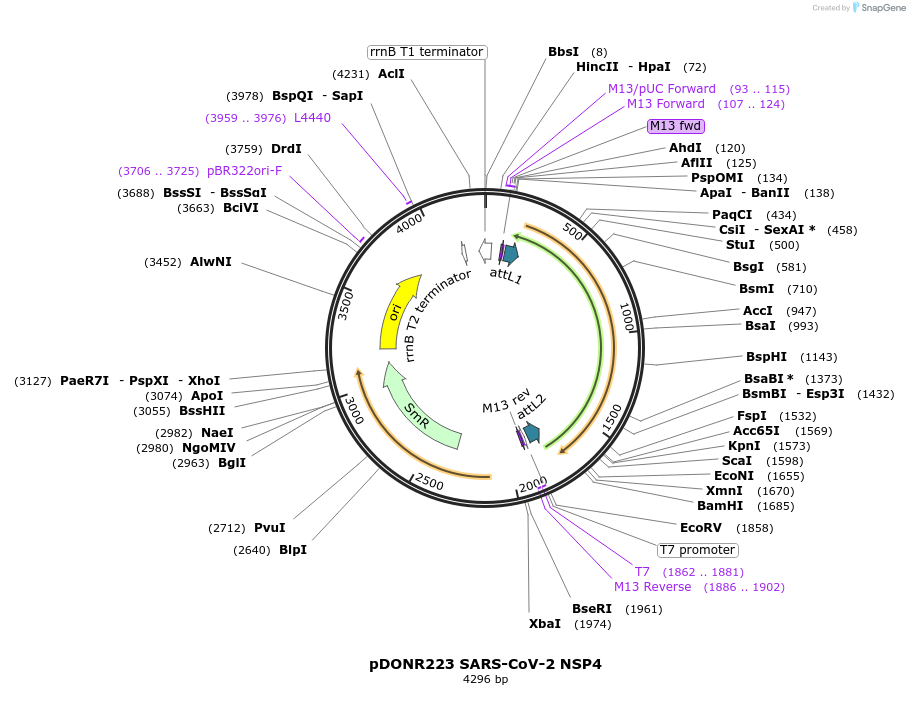 141258-plasmid-map-sequence-id-288064
