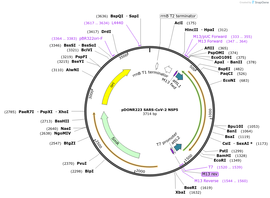 141259-plasmid-map-sequence-id-288065